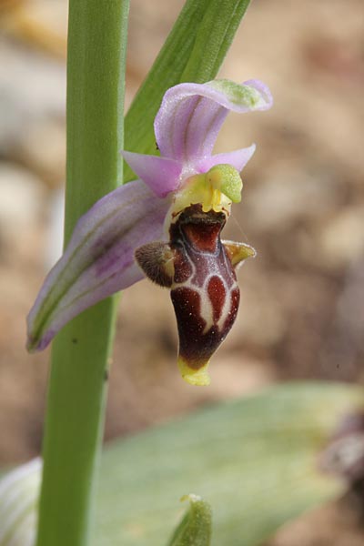 Ophrys minutula / Elisabeth's Small-flowered Bee Orchid, Chios,  Pirgi - Kato Fana 6.4.2013 (Photo: Jan & Liesbeth Essink)