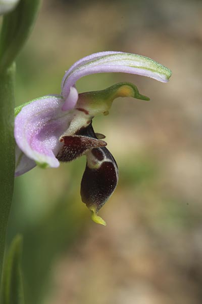 Ophrys minutula / Elisabeth's Small-flowered Bee Orchid, Chios,  Pirgi - Kato Fana 6.4.2013 (Photo: Jan & Liesbeth Essink)