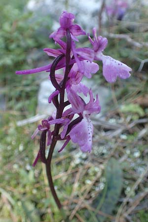 Orchis anatolica \ Anatolisches Knabenkraut, Chios,  Viki 30.3.2016 