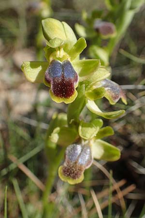 Ophrys cinereophila \ Kleinblütige Braune Ragwurz / Small-Flowered Dull Bee Orchid, Chios,  Katavasi 30.3.2016 