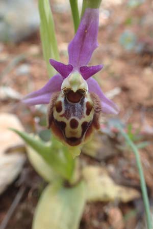 Ophrys calypsus \ Kalypso-Ragwurz, Chios,  Kalamoti 2.4.2016 