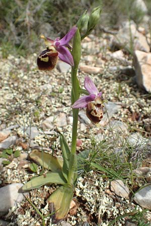 Ophrys calypsus \ Kalypso-Ragwurz, Chios,  Kalamoti 2.4.2016 