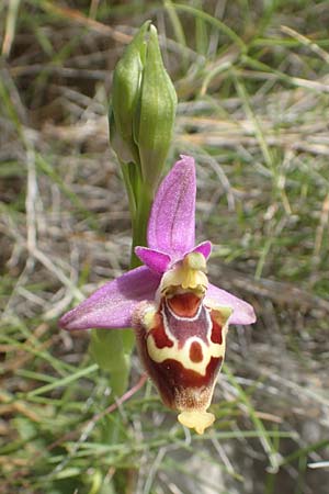 Ophrys calypsus \ Kalypso-Ragwurz, Chios,  Kalamoti 2.4.2016 
