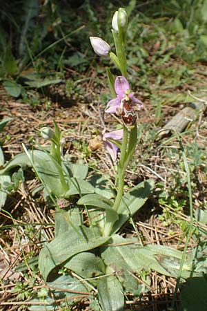 Ophrys heterochila \ Verschiedenlippige Ragwurz, Chios,  Viki 30.3.2016 