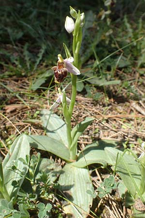 Ophrys heterochila \ Verschiedenlippige Ragwurz, Chios,  Viki 30.3.2016 