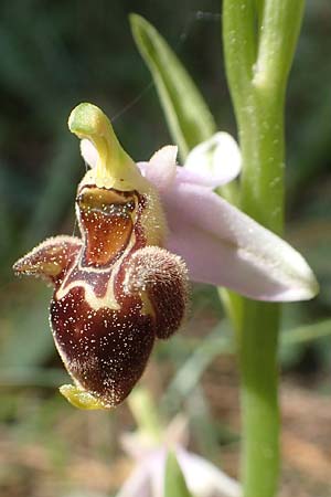 Ophrys heterochila \ Verschiedenlippige Ragwurz, Chios,  Viki 30.3.2016 