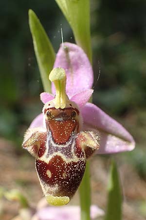 Ophrys heterochila \ Verschiedenlippige Ragwurz, Chios,  Viki 30.3.2016 
