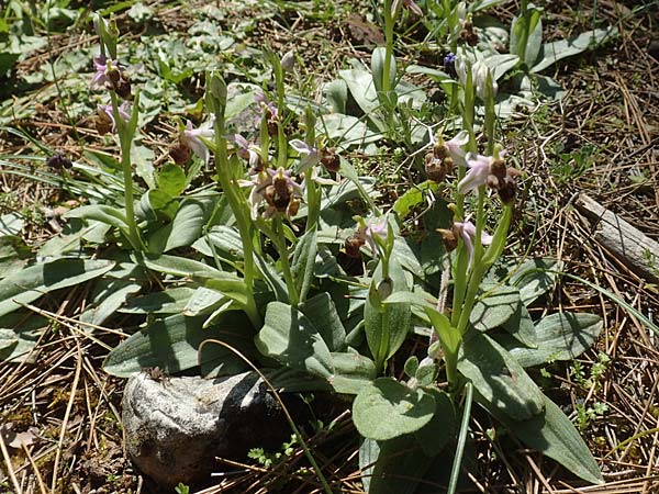Ophrys heterochila \ Verschiedenlippige Ragwurz, Chios,  Viki 30.3.2016 