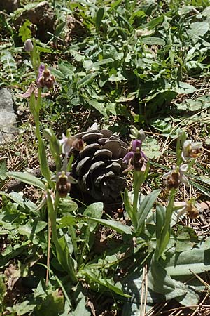 Ophrys heterochila \ Verschiedenlippige Ragwurz, Chios,  Viki 30.3.2016 