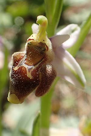 Ophrys heterochila \ Verschiedenlippige Ragwurz, Chios,  Viki 30.3.2016 