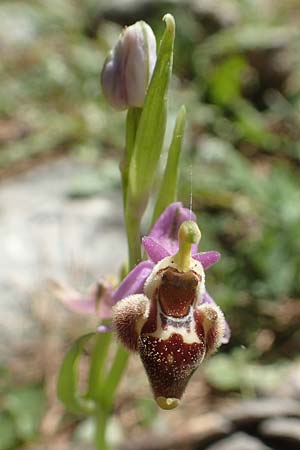 Ophrys heterochila \ Verschiedenlippige Ragwurz, Chios,  Viki 30.3.2016 