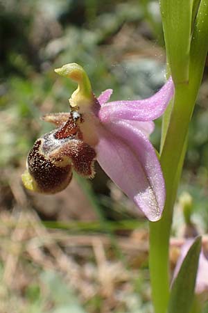 Ophrys heterochila \ Verschiedenlippige Ragwurz, Chios,  Viki 30.3.2016 