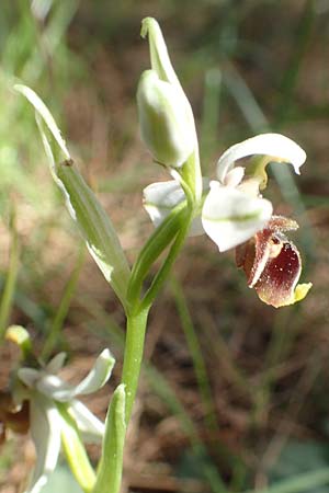Ophrys heterochila \ Verschiedenlippige Ragwurz, Chios,  Viki 30.3.2016 