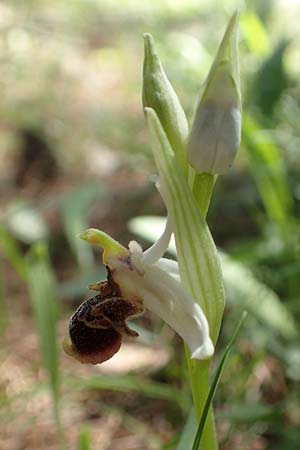 Ophrys heterochila \ Verschiedenlippige Ragwurz (anderer Standort), Chios,  Viki 30.3.2016 
