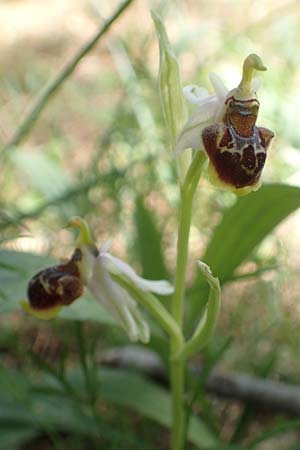 Ophrys heterochila \ Verschiedenlippige Ragwurz, Chios,  Viki 30.3.2016 