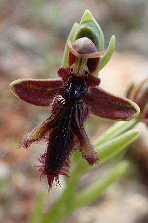 Ophrys regis-ferdinandii \ König-Ferdinand-Ragwurz / King-Ferdinand Bee Orchid, Chios,  Emporios 29.3.2016 