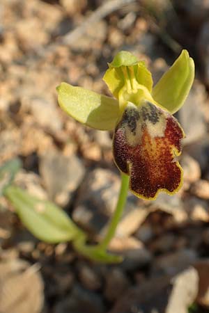 Ophrys parosica / Paros Orchid, Chios,  Mesta 29.3.2016 