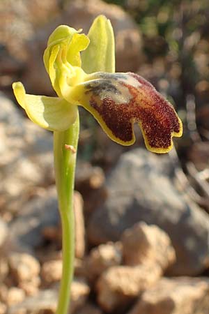 Ophrys parosica / Paros Orchid, Chios,  Mesta 29.3.2016 