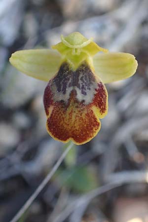 Ophrys parosica / Paros Orchid, Chios,  Mesta 29.3.2016 