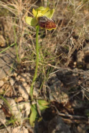 Ophrys parosica / Paros Orchid, Chios,  Mesta 29.3.2016 