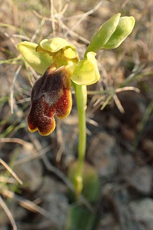 Ophrys parosica / Paros Orchid, Chios,  Mesta 29.3.2016 