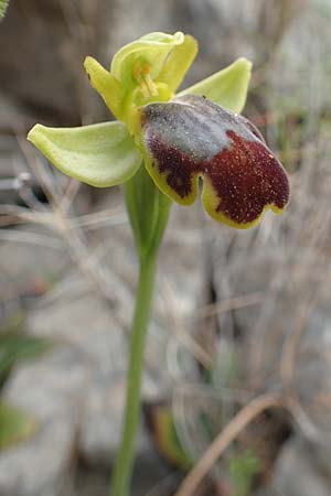 Ophrys parosica / Paros Orchid, Chios,  Mesta 2.4.2016 