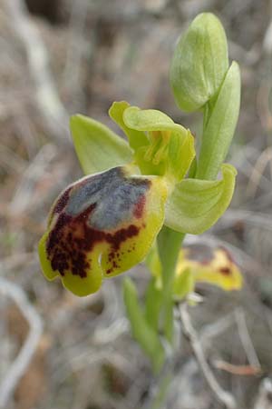 Ophrys parosica / Paros Orchid, Chios,  Mesta 2.4.2016 