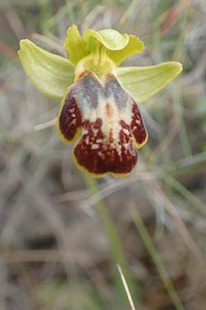Ophrys parosica / Paros Orchid, Chios,  Mesta 2.4.2016 