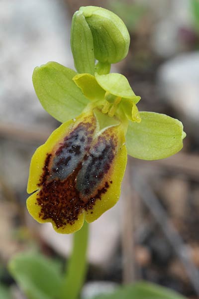 Ophrys phaseliana / Phaselis Orchid, Chios,  Pirgi - Kato Fana 27.3.2013 (Photo: Jan & Liesbeth Essink)