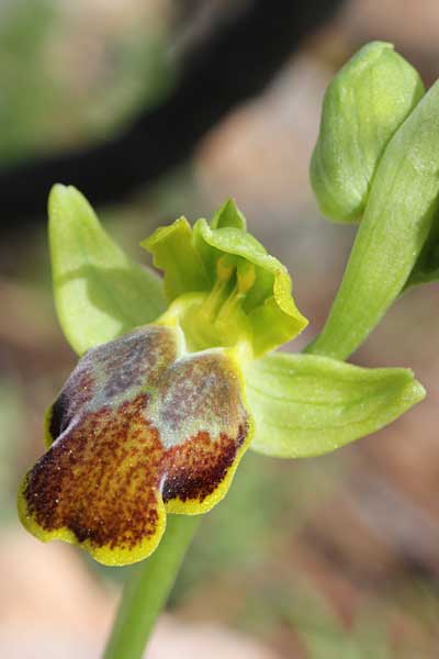 Ophrys phaseliana / Phaselis Orchid, Chios,  Olymbi - Kato Fana 18.3.2013 (Photo: Jan & Liesbeth Essink)