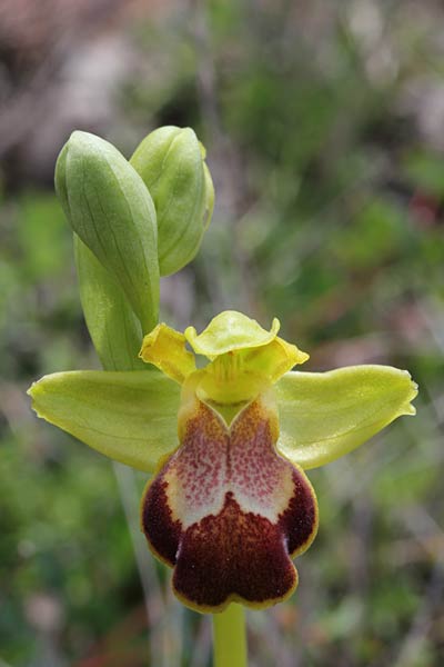 Ophrys phaseliana / Phaselis Orchid, Chios,  Pirgi - Kato Fana 18.3.2013 (Photo: Jan & Liesbeth Essink)