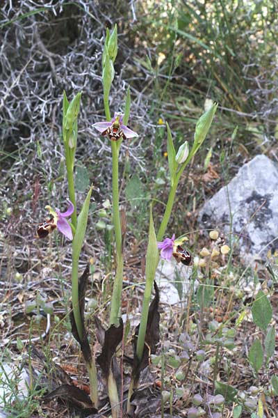 Ophrys phrygia \ Phrygische Ragwurz / Phrygian Bee Orchid, Chios,  Fyta 4.5.2013 (Photo: Jan & Liesbeth Essink)