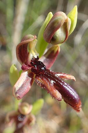 Ophrys regis-ferdinandii \ König-Ferdinand-Ragwurz / King-Ferdinand Bee Orchid, Chios,  Kato Fana 29.3.2016 