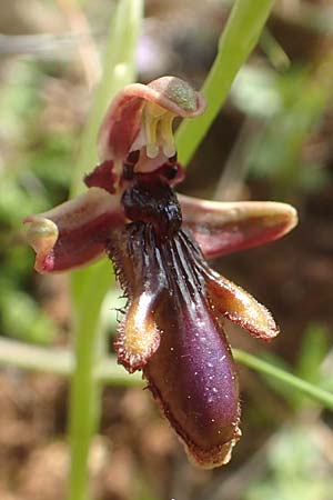 Ophrys regis-ferdinandii \ König-Ferdinand-Ragwurz / King-Ferdinand Bee Orchid, Chios,  Kato Fana 29.3.2016 