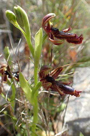 Ophrys regis-ferdinandii \ König-Ferdinand-Ragwurz / King-Ferdinand Bee Orchid, Chios,  Kalamoti 2.4.2016 