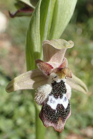 Ophrys reinholdii \ Reinholds Ragwurz / Reinhold's Bee Orchid, Chios,  Viki 30.3.2016 