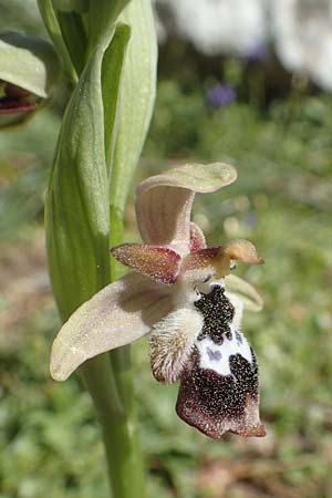 Ophrys reinholdii \ Reinholds Ragwurz / Reinhold's Bee Orchid, Chios,  Viki 30.3.2016 