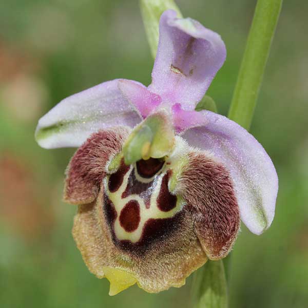 Ophrys saliarisii \ Saliaris-Ragwurz / Saliaris Orchid, Chios,  Vessa - Elata 8.4.2013 (Photo: Jan & Liesbeth Essink)