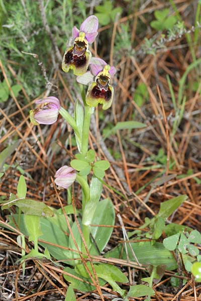 Ophrys tenthredinifera subsp. sanctae-marcellae \ Sankt-Marcellus-Ragwurz / Saint Marcellus Orchid, Chios,  Limnia 12.3.2013 (Photo: Jan & Liesbeth Essink)