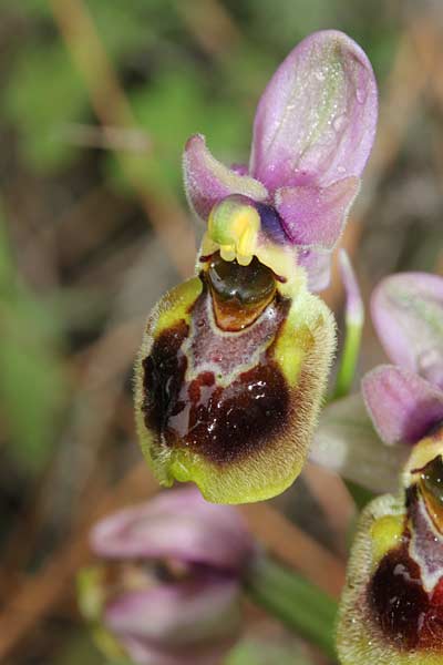 Ophrys tenthredinifera subsp. sanctae-marcellae \ Sankt-Marcellus-Ragwurz / Saint Marcellus Orchid, Chios,  Limnia 12.3.2013 (Photo: Jan & Liesbeth Essink)