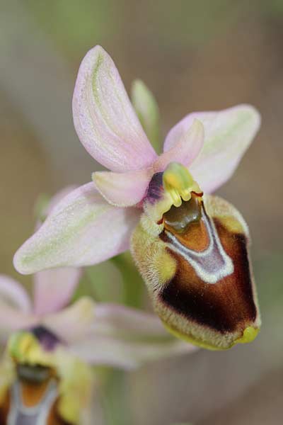 Ophrys tenthredinifera subsp. sanctae-marcellae \ Sankt-Marcellus-Ragwurz / Saint Marcellus Orchid, Chios,  Limnos 11.3.2013 (Photo: Jan & Liesbeth Essink)