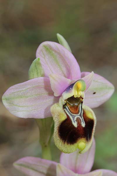 Ophrys tenthredinifera subsp. sanctae-marcellae \ Sankt-Marcellus-Ragwurz / Saint Marcellus Orchid, Chios,  Limnos 11.3.2013 (Photo: Jan & Liesbeth Essink)