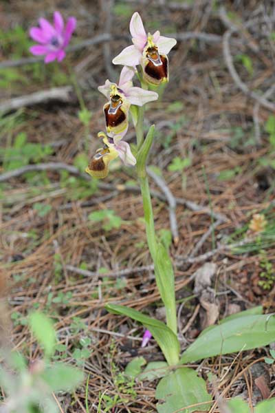 Ophrys tenthredinifera subsp. sanctae-marcellae \ Sankt-Marcellus-Ragwurz / Saint Marcellus Orchid, Chios,  Limnos 11.3.2013 (Photo: Jan & Liesbeth Essink)