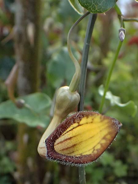 Aristolochia sempervirens \ Immergrne Osterluzei / Evergreen Birthwort, Zypern/Cyprus Pano Lefkara 21.3.2025