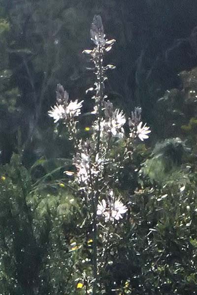 Asphodelus tenuifolius \ Schmalbl&auml;ttriger Affodill / Narrow-Leaved Asphodel, Zypern/Cyprus Baths of Aphrodite 27.3.2025