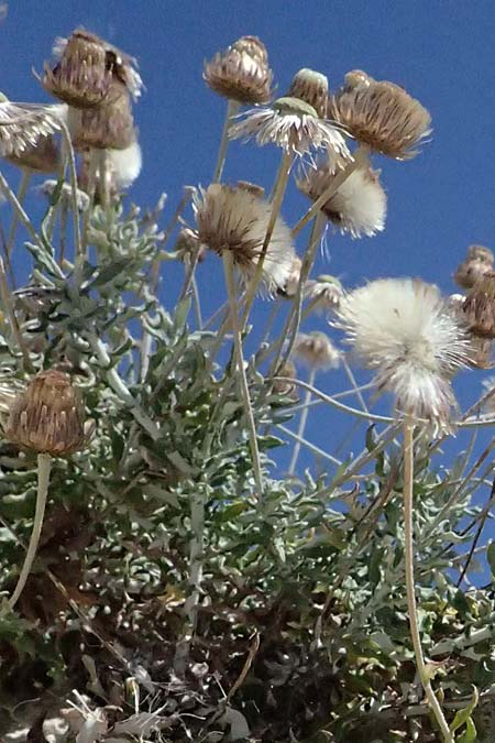 Phagnalon rupestre \ Gew�hnliche Steinimmortelle, Zypern Kourion 29.3.2025