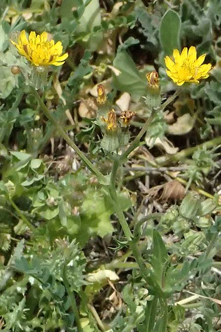 Crepis aspera \ Rauer Pippau / Rough Hawk's-Beard, Zypern/Cyprus Prov.  Paphos,  Episkopi 31.3.2025