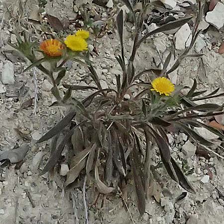 Pallenis spinosa \ Stechendes Sternauge, Zypern Kato Archimandrita 1.4.2025