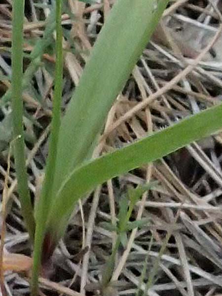 Allium trifoliatum \ Dreibl&auml;ttriger Lauch / Hirsute Garlic, Pink Garlic, Zypern/Cyprus Kato Archimandrita 1.4.2025