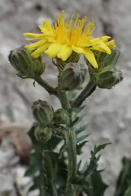 Crepis aspera \ Rauer Pippau / Rough Hawk's-Beard, Zypern/Cyprus Kato Archimandrita 1.4.2025